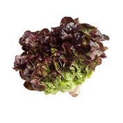 Šalát dubový list