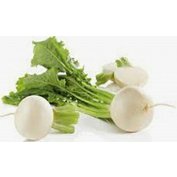 Redkovka biela guľatá